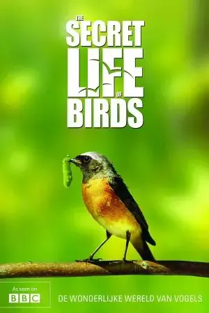 Bí ẩn cuộc sống loài chim